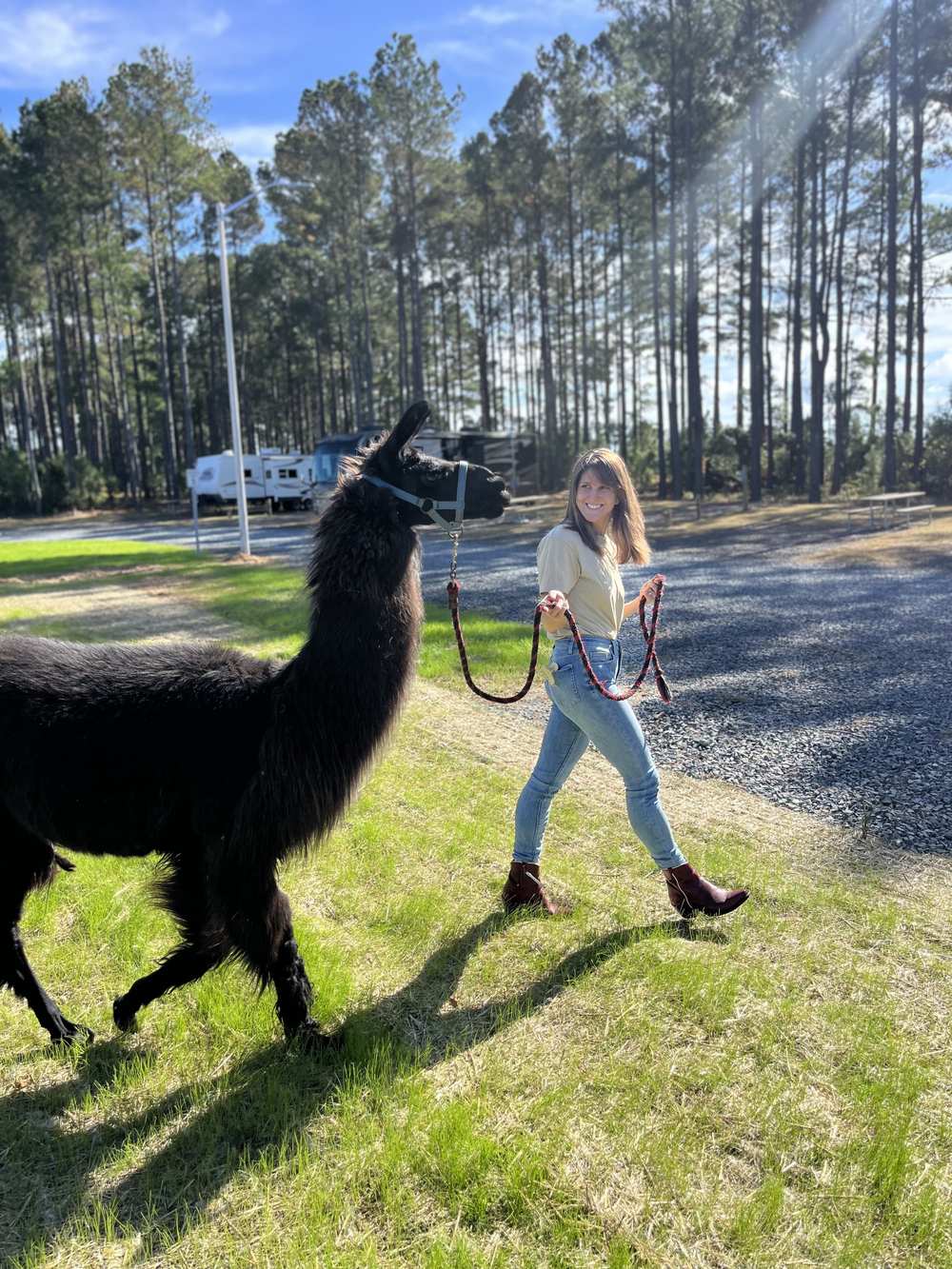 A guest walking a black llama along the campground road