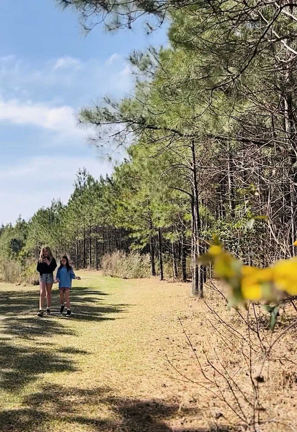 Two kids walking a mown grass trail between stands of pine